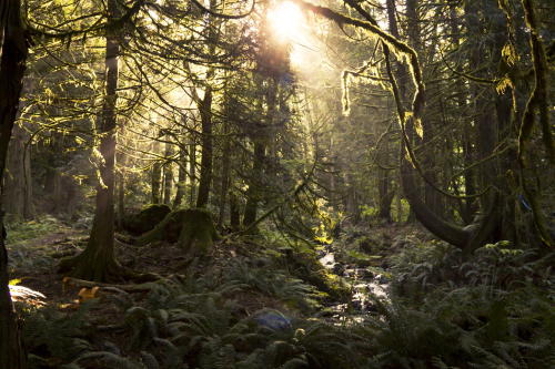 sjalvdestruktiv:  Forest Light by Dennis Gillard