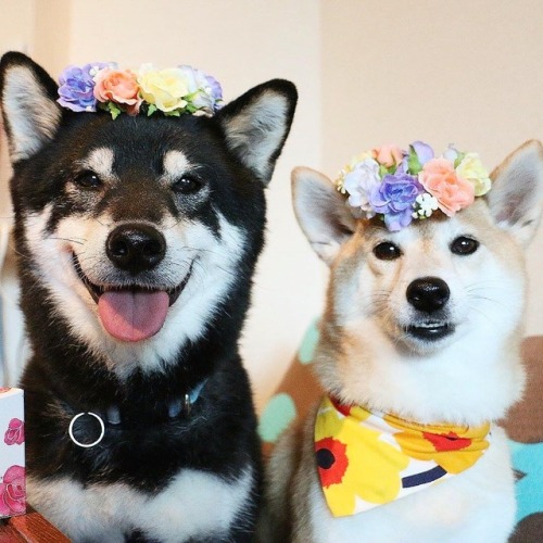 fishmanbowl-blog: lucasthevaliant: These are some good doggos  So cute 