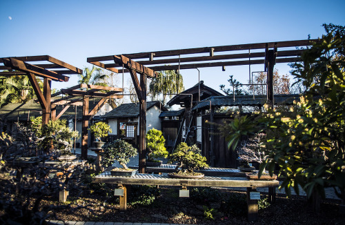 westboundsigntravel:Gardens at Lake Merritt, Oakland, CA