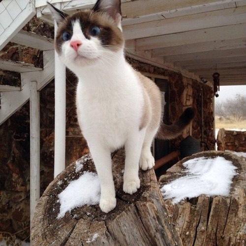 mostlycatsmostly:  Wisp thoroughly enjoys the snow (submitted by allthekinds) 