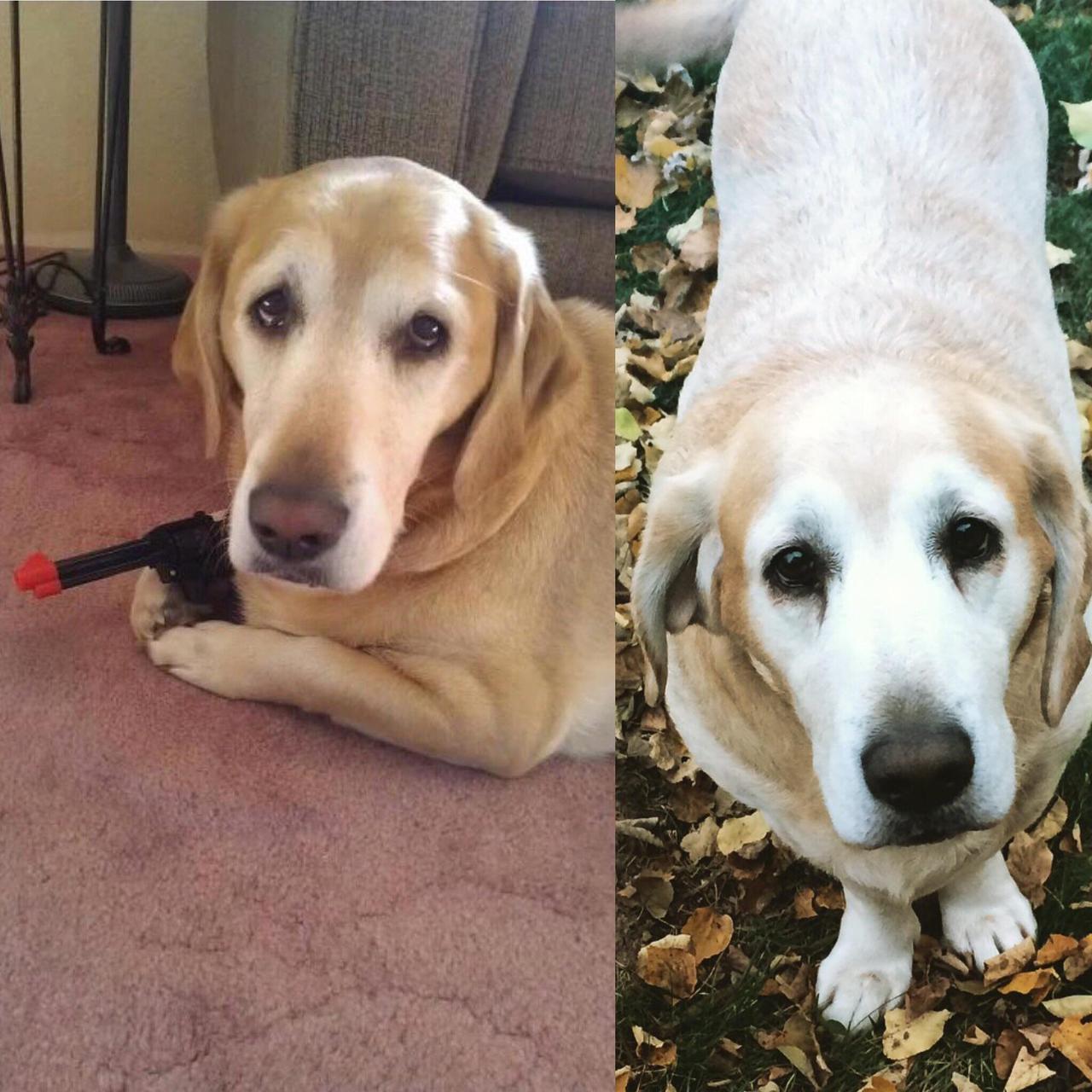 awwww-cute:  My family dog was turned into a meme about 5 years ago. Today he turns