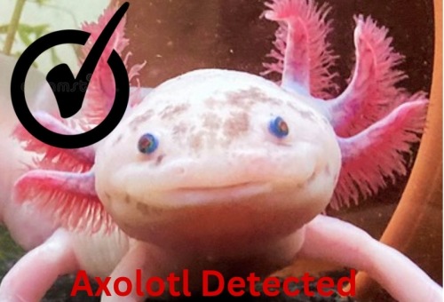 axolotl-detector - I detect axolotls