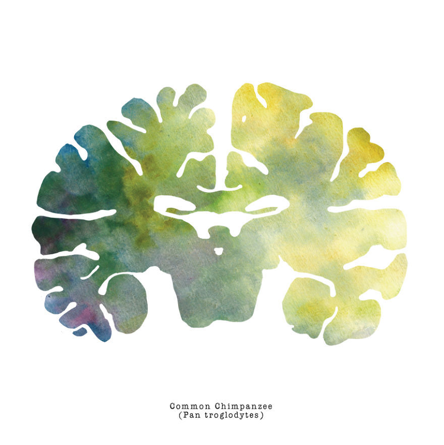 artagainstsociety:  Watercolor Animal Brain Paintings by J. Sayuri