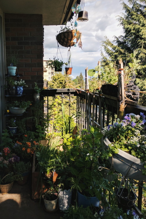 Moved the plant shelf out into the garden today :D