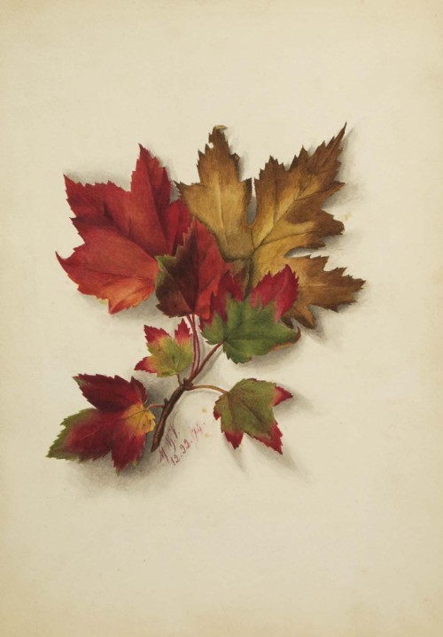 Mary Vaux Walcott, Autumn Leaves,1872. Watercolor on paper. USA. Smithsonian American Art Museum