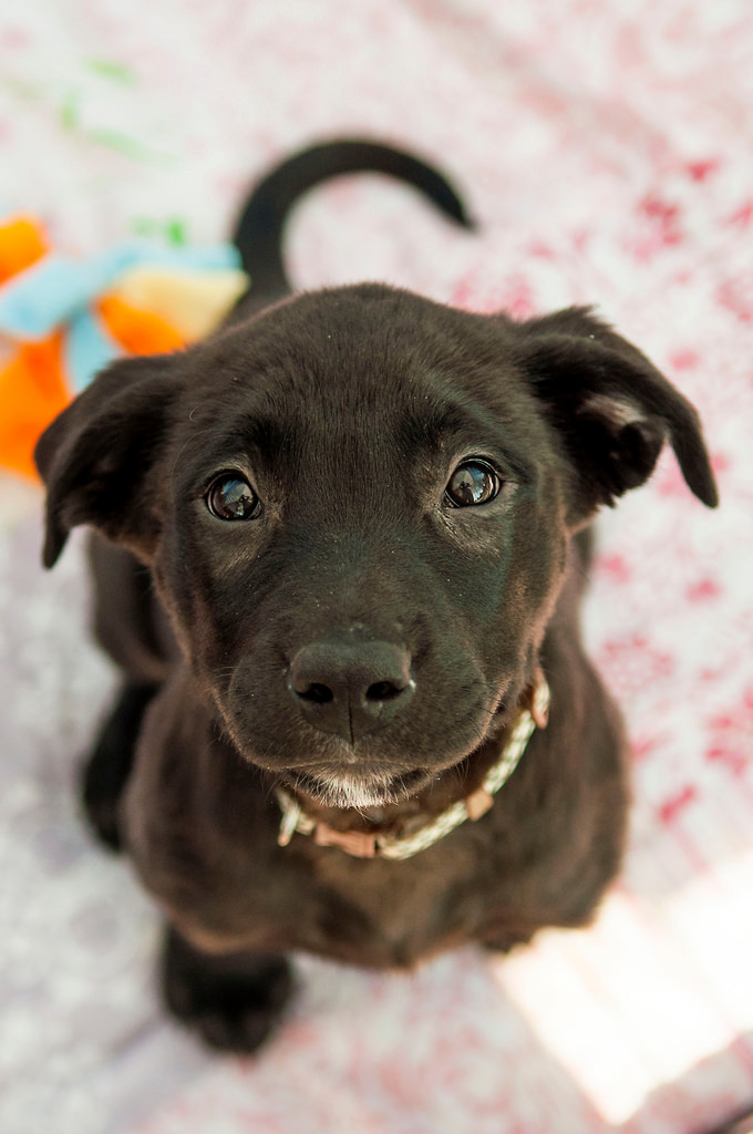 Such a cute little puppy how could you look at that face and not want to cuddle him/her.