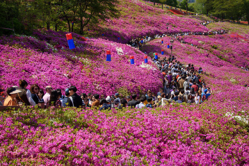 Gunpo Royal Azalea Festival, Gyeonggi-do