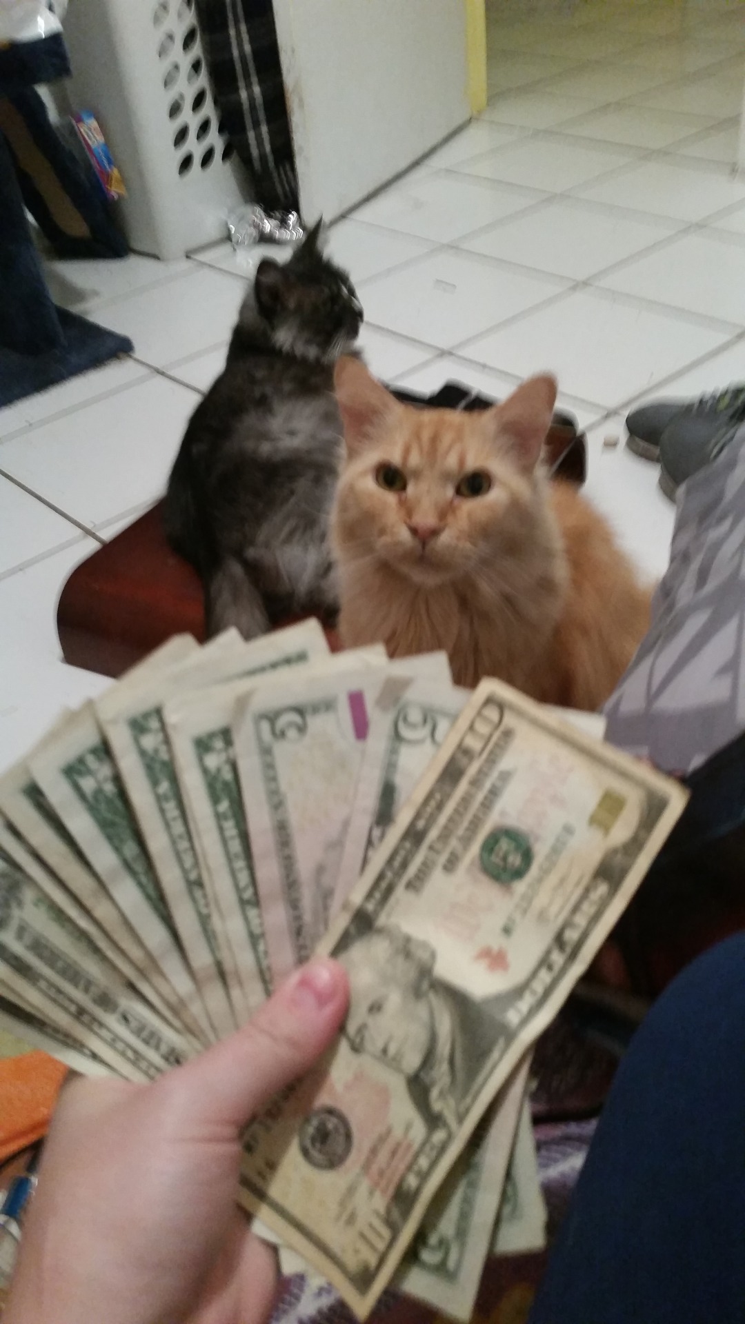 jack-the-grump:  These are the money cats reblog for Neverending kittens and cash