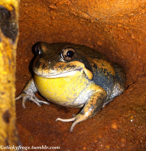 stickyfrogs:  Pob is wearing his handsome brown jacket with orange trim for the ladies tonight! It i