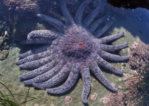 terranlifeform:Sunflower sea star (Pycnopodia helianthoides) at Moss Beach in California, U.S.Ron Wo