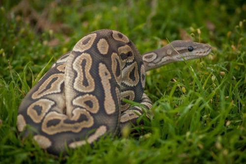 thelazypetowner:I took Soba out on Saturday, too. :P