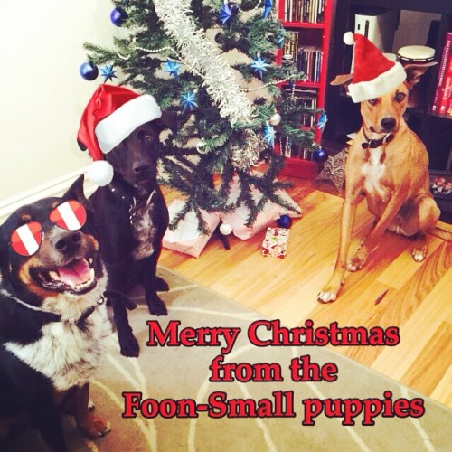 Merry Christmas to you and yours! #ilovedogs #dogstagram #instapets #merrychristmas #christmas #chri