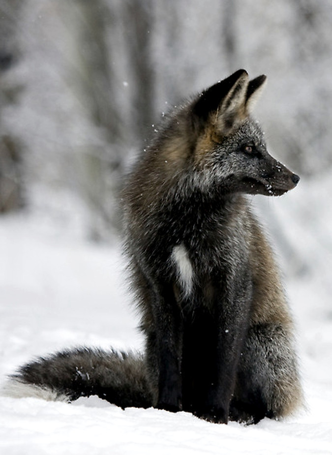 theangryguardianangel:  Foxes  Red, Silver, Gray, Arctic and Fennec  