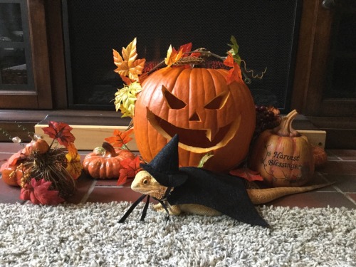 yeahponcho: fall is a wonderful time of year! happy Halloween to everyone!