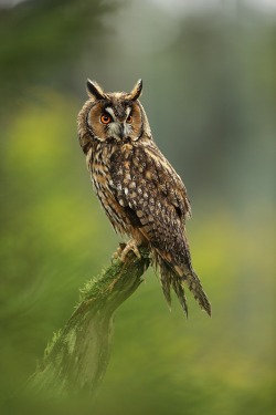 beautiful-wildlife:  Long-eared Owl by Jirí