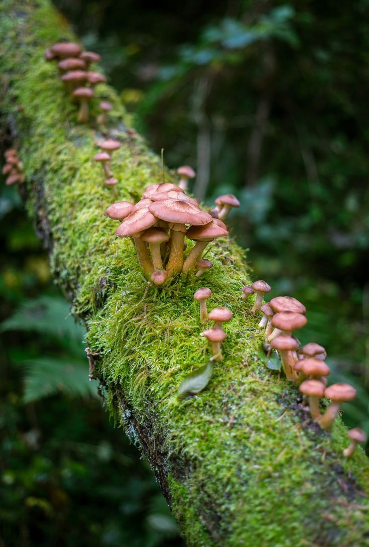 ladyrue:Shrooms 🍄