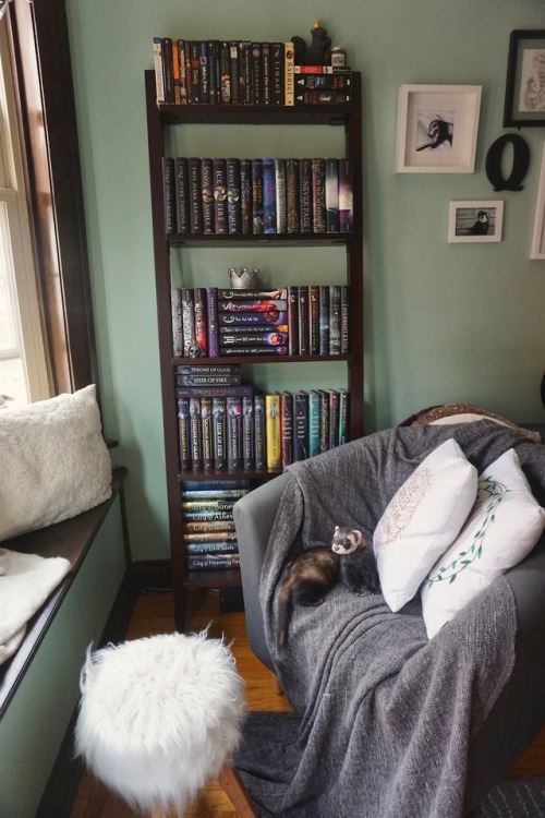 the-book-ferret: Book Ferret Shelfie!