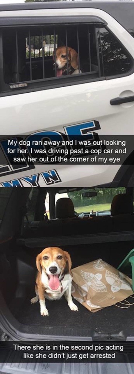 onyourleftbooob:  dogs and snapchat    We don’t deserve dogs ❤️😂