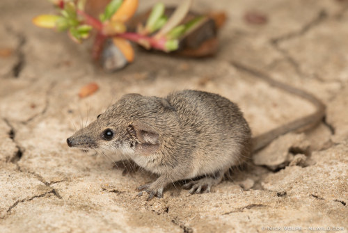 cypherdecypher:Animal of the Day!Long-tailed Planigale (Planigale ingrami)(Photo