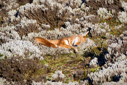 creatures-alive:Ethiopian Wolf Sleeping by Burrard-Lucas Wildlife Photography