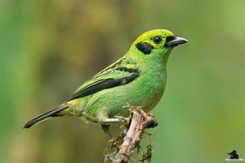 Emerald Tanager  #nature_worldwide_birds #bird_captures #your_best_birds #birdphotography #emeraldta