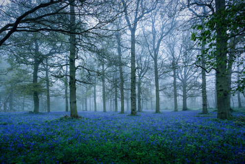 Bluebells in the Fog by Matthew Dartford on Flickr.