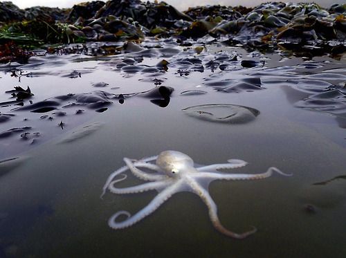 larameeee:Octopus at Moss Beach, California.