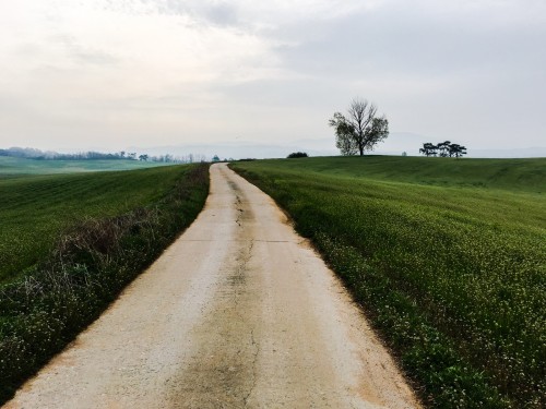 Rolling hills of rye at Anseong Farmland, founded in 1969 with support from West Germany.Anseong Far