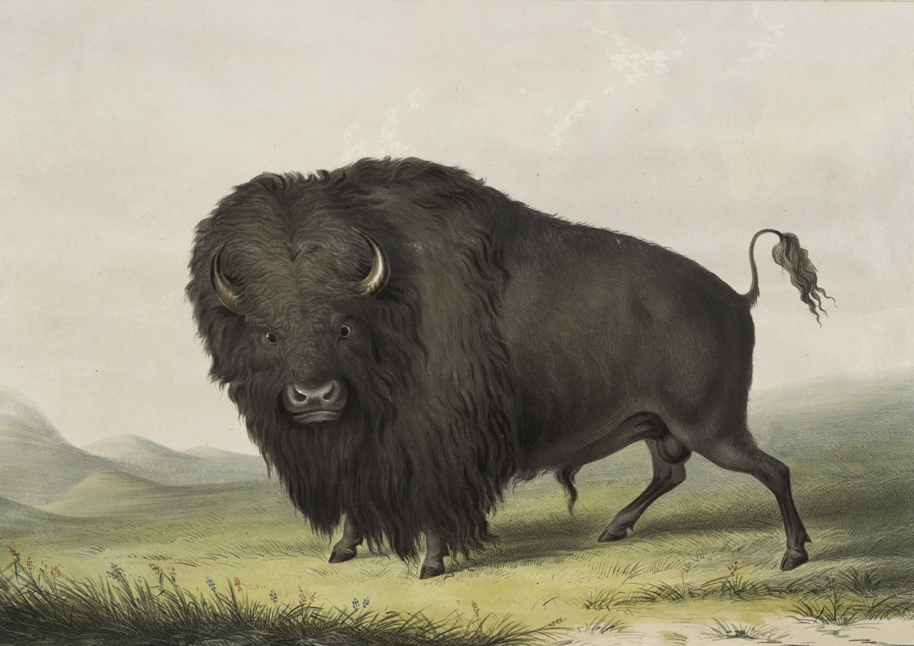 clawmarks:George Catlin illustration from his North American portfolio - 1845 -