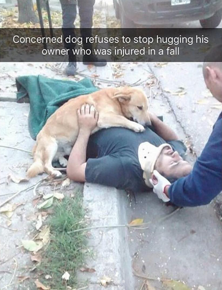 babyanimalgifs:  Dog snaps
