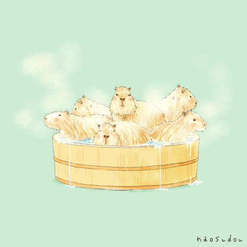 naosudou:カピバラの入浴
