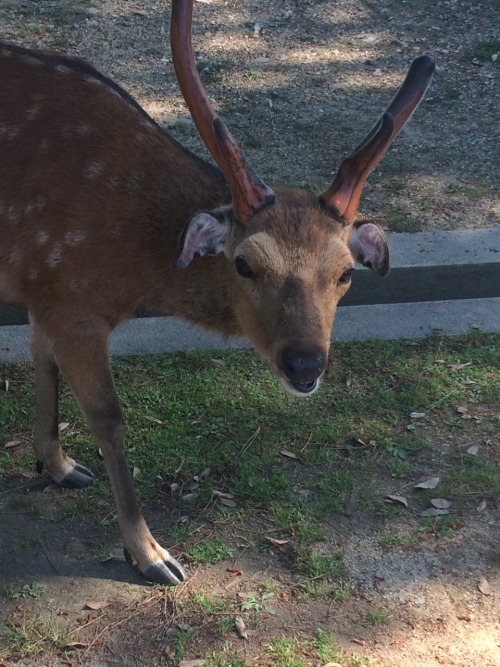 I went to Nara park today and saw the deer! They’re pretty friendly for the most part. I ran i