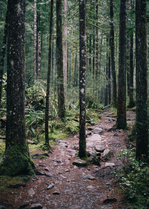 itakephotosofallthethings:A Morning Forest WalkWallace Falls, WAMore photos by John Westrock on Flic