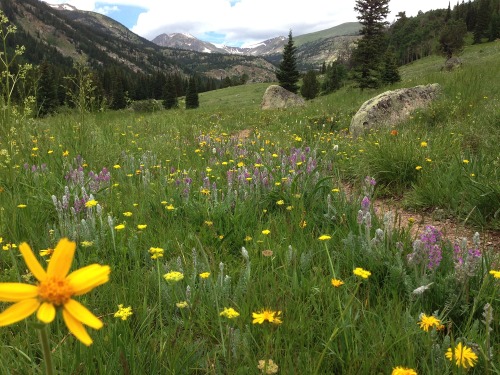 errantcypher:meadows in the rockies this past summer in colorado 