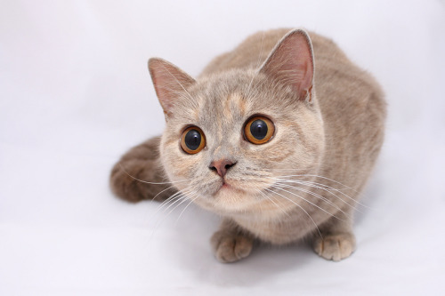A Blue Cream Diluted Tortoiseshell British Shorthair (by ♥♥ Jo ♥♥)