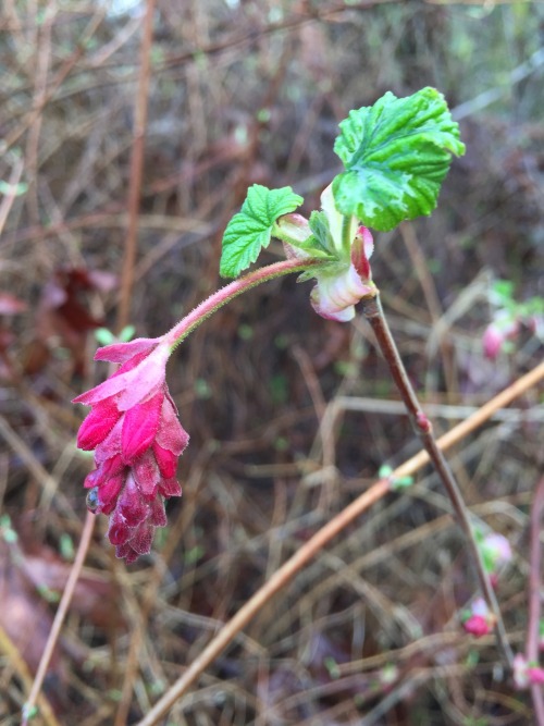 5-and-a-half-acres: Native red-flowering currant (Ribes sanguineum).