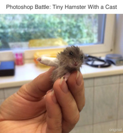 wwinterweb:  Photoshop Battle: Tiny Hamster