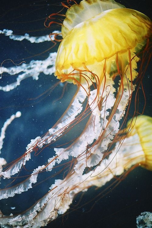 sound-dream: aliens in the earh 