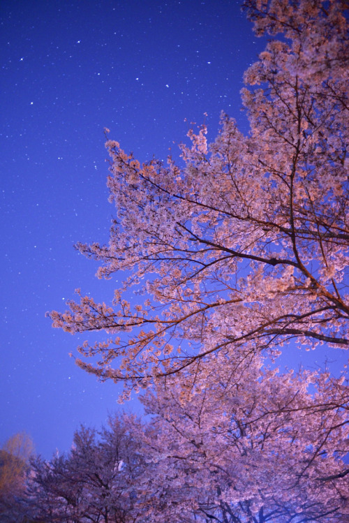 lifeisverybeautiful:Cherry Blossom, Okayama, JapanNight Walk by sidefield / 500pxCherry Blossom