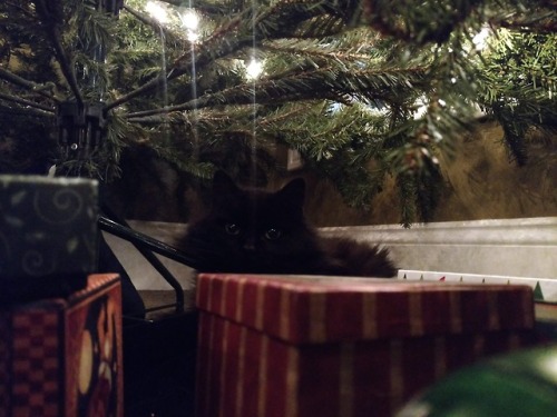 Oh man, I just found these pics of Nimitz under the Christmas tree and they are Maximum Cute.Bonus: 