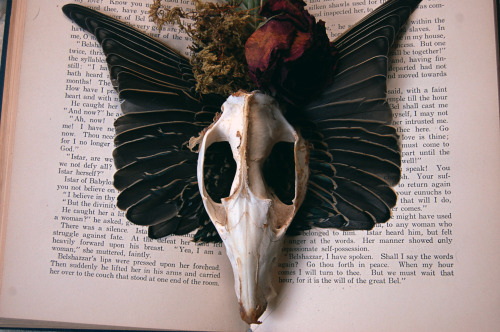 wolftea:  Skull and wings with moss and rosesuch curious things on written prose 