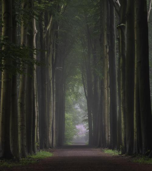 oneshotolive:  Bit of fog in a Belgian forest [3492x3926] [OC] 📷: Olivier-soete 