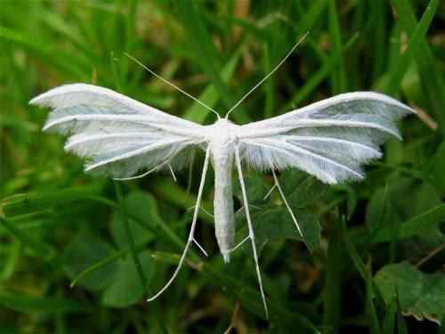 White Plume Moth (Pterophorus pentadactyly). Credit: Unknown