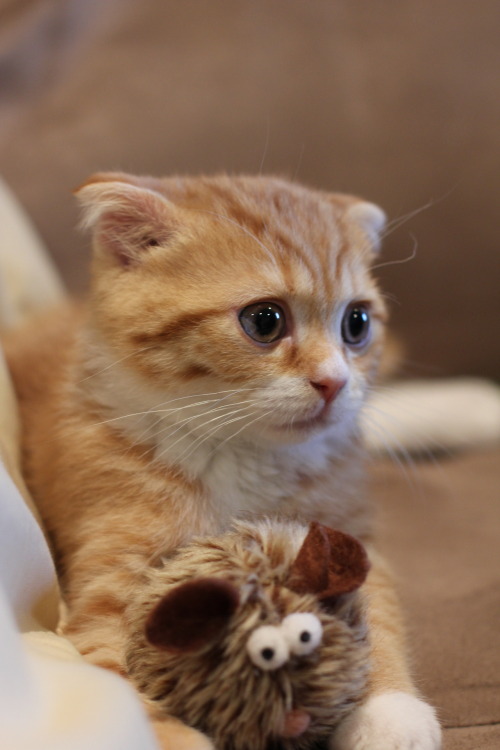 Say hello to the 12 week scottish fold Carl Drogo!! You can follow for more photos at ca