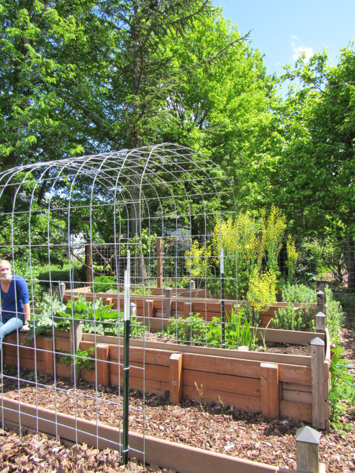 natureisthegreatestartist:Welcome to vertical gardening! I now have a trellis in my raised beds, tha