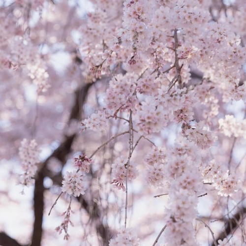 京都、本満寺で撮ったしだれ桜の写真を丁寧にみていると、まだまだつぼみが多く、もう何日かは楽しめそう。 #一眼レフで撮影 #京都 #桜 #しだれ桜 (本山本満寺)