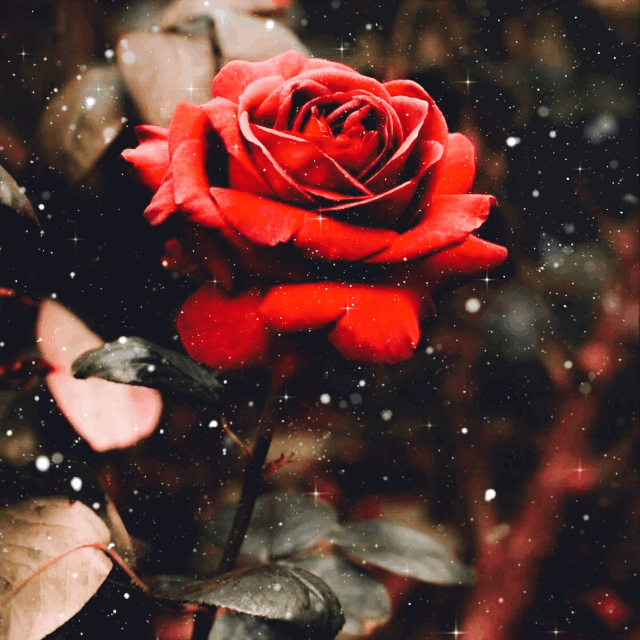 Red roses tumblr online
