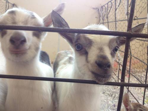 babygoatsandfriends:G&G Double Dairies