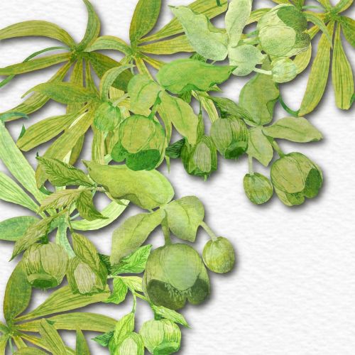 Hellebores foetidus green on green. Coloricombo art challenge @estemacleod &amp; @lorisiebert.st