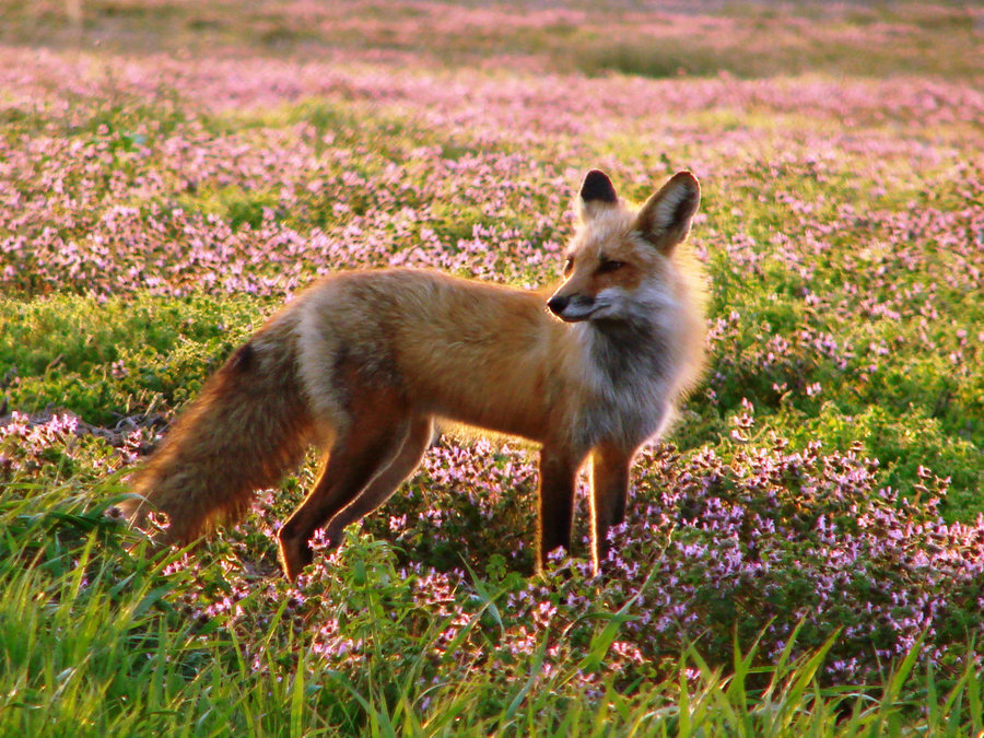 jaws-and-claws:  &ldquo;Springtime 1&rdquo; by *masscreation 